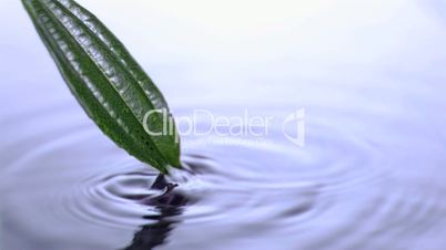 Leaf coming forth in super slow motion from water