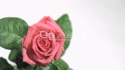 Rain in super slow motion flowing on a red rose