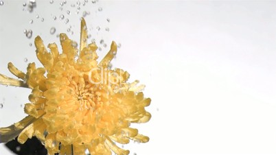 Yellow flower in super slow motion being sprinkled