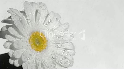 White gerbera daisy in super slow motion receiving raindrops