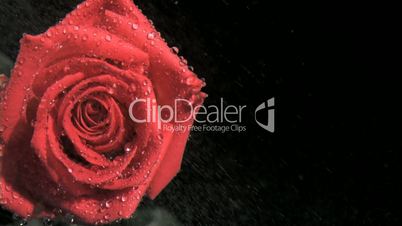 Red rose in super slow motion receiving raindrops
