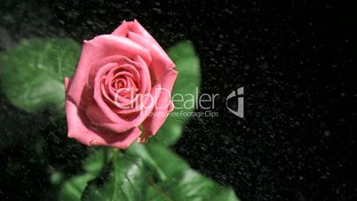 Rain falling in super slow motion on a pink rose