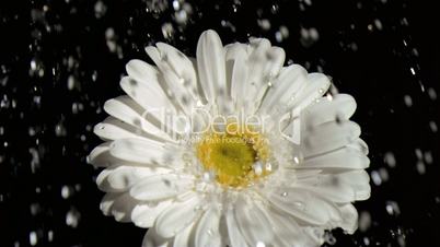 Downpour in super slow motion falling on a white gerbera