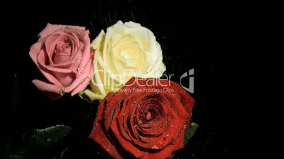 Three roses watered in super slow motion