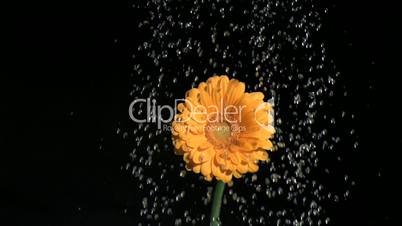 Orange flower in super slow motion being watered