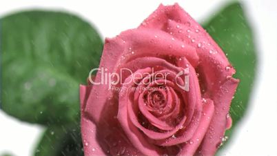 Rain falling in super slow motion on a rose