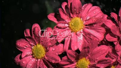 Pink chrysanthemums in super slow motion being soaked