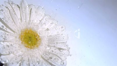 White gerbera daisy in super slow motion receiving water