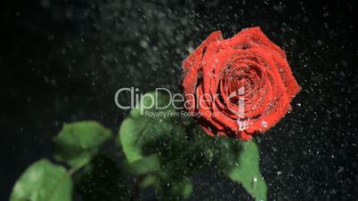 Red flower in super slow motion being watered