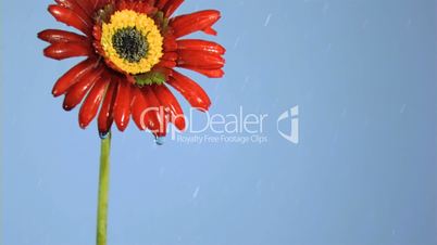 Red gerbera in super slow motion being soaked