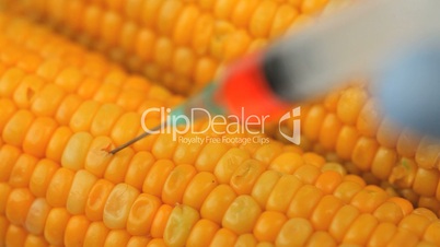 Syringe injecting a product in corn