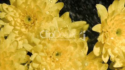 Yellow flowers in super slow motion being sprinkled