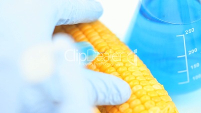 Chemist injecting a product in corn