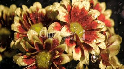 Bunch of chrysanthemums in super slow motion being watered