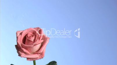 Raining in super slow motion on a pink rose