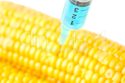 Syringe injecting blue liquid into corn