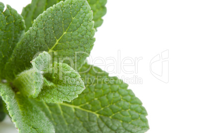 Extreme close up of mint