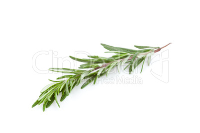 Rosemary branch