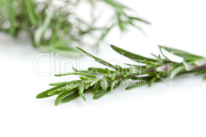 Close up of rosemary branch