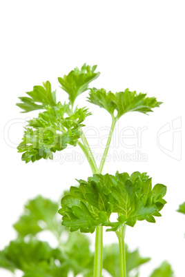 Close up of blurred chervil sprigs