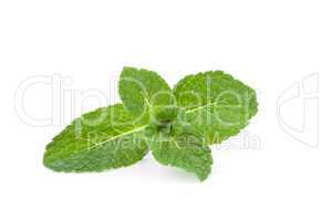 Close up of mint leaves