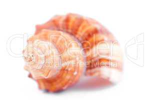 Close up of a shellfish