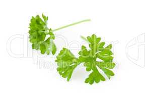 Two chervil sprigs