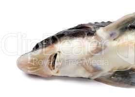 Head of dead sterlet fish on white background
