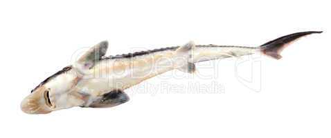 Dead sterlet fish