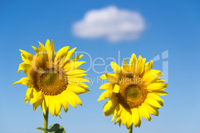 Two Sunflower