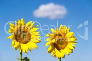 Two Sunflower