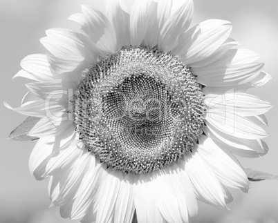 Black and white flower