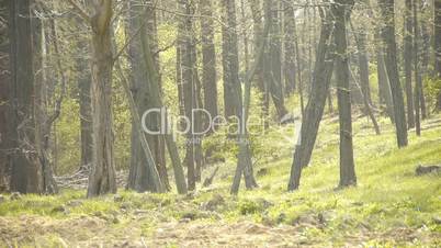 glass and forest.Thick trunk.leisure,oriental.hill,mist,fog,meadows.