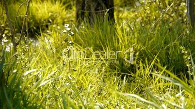 Beautiful wild flowers in grass.