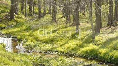 Weeds by the river,dense forest,woods,Jungle,shrubs,wetlands.