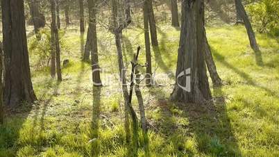 Sun shining on the woods.dense forest,Jungle,shrubs,wetlands,.