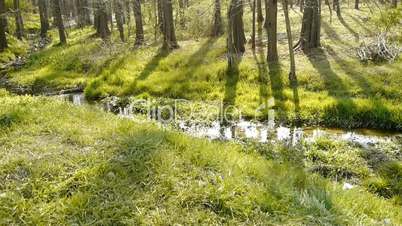 Sunlight woods.Weeds by river,dense cedar dawn-redwood forest,woods,Jungle,shrubs,wetlands.