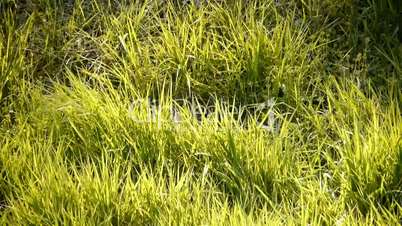 Lush grass in the sun.