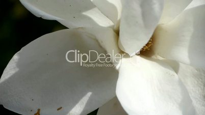 Beautiful magnolia bloom in sunshine.