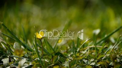 Beautiful wild flowers in grass.