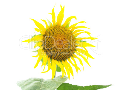 Sunflower flower