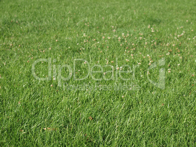 Meadow grass