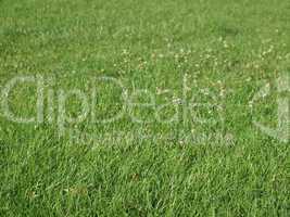 Meadow grass