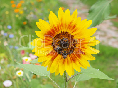 Sunflower flower