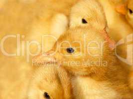 Small ducklings on yellow