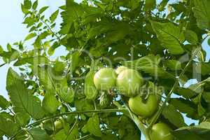 Green tomatoes from below
