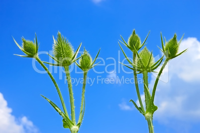 Small teasel flowers