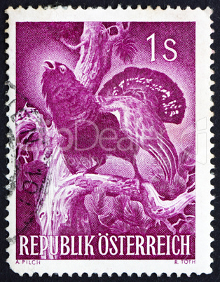 Postage stamp Austria 1959 Capercaillie, Tetrao Urogallus