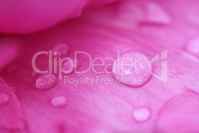 Close up of pink rose petals covered with dew