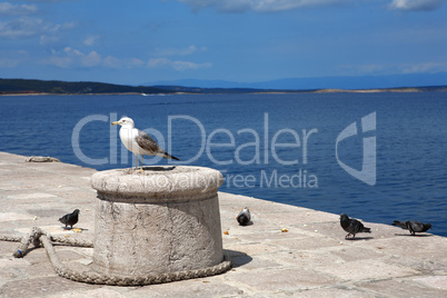 Seagull on a pier near the sea